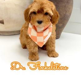 Dr. Finkelstine - Red male Maltipoo puppy in Buford, Georgia from Petite Posh Puppies