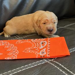 Orange - Golden male Golden Retriever puppy in Lake City, Minnesota from Windcliff Goldens