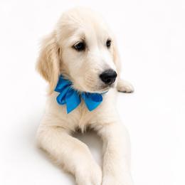 Winston - Light golden male Golden Retriever puppy in Chicago, Illinois from Urbane Retrievers