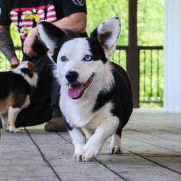 Astrea - American Corgi