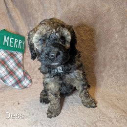 Dess - Black and tan female Cockapoo puppy in Sunset, Louisiana from Cano Cockapoos