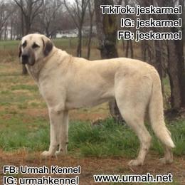 Turkish Boz Shepherd puppies from Urmah Kennel