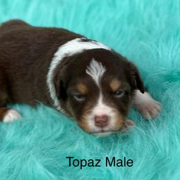 Topaz - Red tri male Toy Australian Shepherd puppy in Granbury, Texas from Texas Miniature Aussies