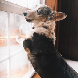 Topanga - American Corgi