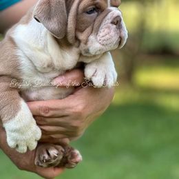 Bulldog Puppies from English Bulldogs of the Seven Hills