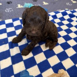 Chunk - Brown male Cockapoo puppy in Excelsior, Minnesota from Stella’s Six