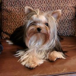 Yorkshire Terriers from Superstar Yorkies