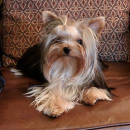 Yorkshire Terriers from Superstar Yorkies