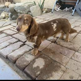 Hades - Dachshund