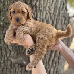 Peppermint Patty (Violet) - Red  female Goldendoodle puppy in Bay City, Texas from Charming Doods