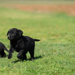 Labrador Retriever Puppies from J and D Retrievers