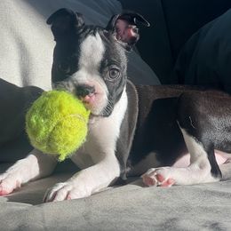 Boston Terrier Puppies from Bethelbreeders