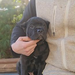 H litter black collar - Black brindle male Cane Corso puppy in Fort Scott, Kansas from Black Magic Cane Corso
