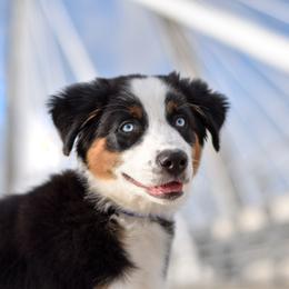 Australian Shepherd Puppies from FireHart Aussies