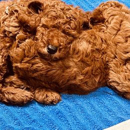 Goldendoodle Puppies from Labradoodleday