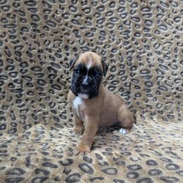 Girl 4 - female Boxer puppy in Anderson, South Carolina from Stillwater Kennel