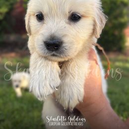 Cheddar (Say Cheese Litter) - Light golden male Golden Retriever puppy in Argyle, Texas from Skarlotte Goldens, LLC