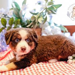 America - Red tri female Miniature Australian Shepherd puppy in San Antonio, Texas from Wigglebutts Unlimited