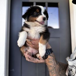 Jolene - Black tri female Miniature American Shepherd puppy in Payson, Arizona from Barnhardt Minis