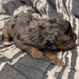Pepper - Merle female Cavapoo puppy in Spokane, Washington from PJE Cavs and Poos