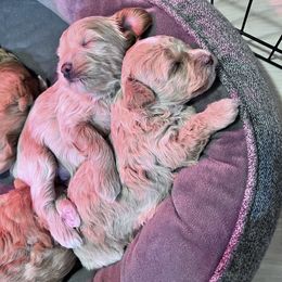 Maltipoo Puppies from Jessica's Maltipoos