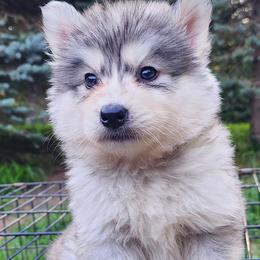 Grisel - Gray and white female Siberian Husky puppy in Woodlawn, Virginia from Delta Huskies