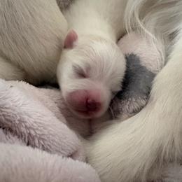 Male baby - White male Pomeranian puppy in Rhode Island from Heartfelt Kennels