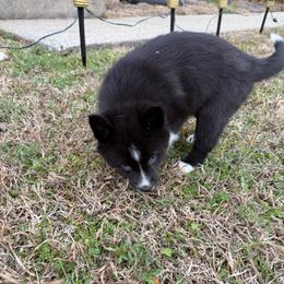 Abby - Black and white female Pomsky puppy in La Vergne, Tennessee from Atencio Pomsky