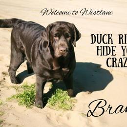 Brandy - Labrador Retriever