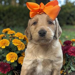 Hope - Apricot female Goldendoodle puppy in Prosperity, Pennsylvania from Stelladoodles & Company