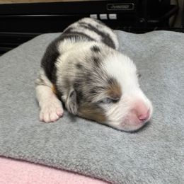 Frito - Blue merle and white male American Corgi puppy in Omaha, Arkansas from DnD Corgis