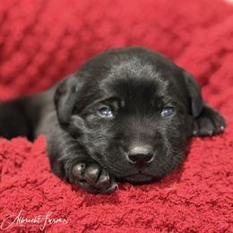 Green Boy - Black male Labrador Retriever puppy in Colorado from Albrecht Farms Labrador Retrievers