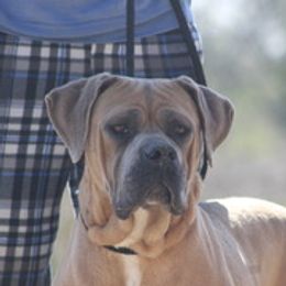 Ken - Cane Corso