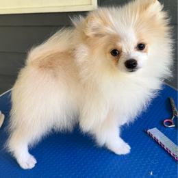 Buttermilk - Cream parti male Pomeranian puppy in Zionville, North Carolina from Shaner Poms