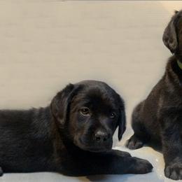 Labrador Retriever Puppies from Barefoot Labradors