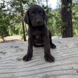 German Shorthaired Pointer Puppies from Kahaka Kennels