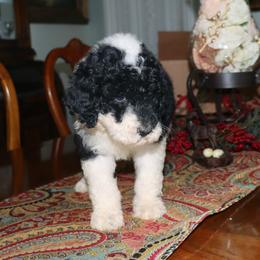 Cordelia means daughter of the sea - Black and white female Portuguese Water Dog puppy in Hamptonville, North Carolina from Alabama Havanese Kennel Tidewater Kennel