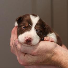 Charlie - Red male Border Collie puppy in Kalispell, Montana from North Fork Border Collies