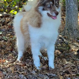 Koda - Red and white male Pomsky puppy in Gladstone, Virginia from Rustic Charms Miniature Huskys