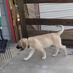 Kangal Puppies from DASA Ridge Kangals