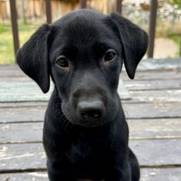 Venom - yellow collar - Black male Labrador Retriever puppy in Great Falls, Montana from Yogo Point Kennels