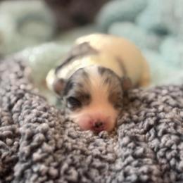 Rocky - Blue merle male Chihuahua puppy in Seneca, Missouri from Stephanie’s Puppy Colony