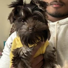Chanel - Yorkshire Terrier
