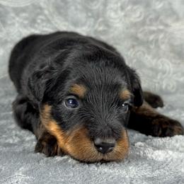 BPM2 - Black phantom male Aussiedoodle puppy in Prague, Oklahoma from Classic K9’s  Aussies & Doodles