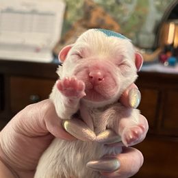 Blue - White male Coton de Tulear puppy in Sun Prairie, Wisconsin from Firebird Show Dogs