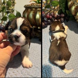Edward - Black gold and white male Cavatzu puppy in Oklahoma from Rocky Oak Cavaliers & Biewer Terriers LLC