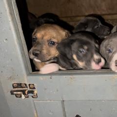 Mountain Cur Puppies from Walnut Ridge Mountain Curs