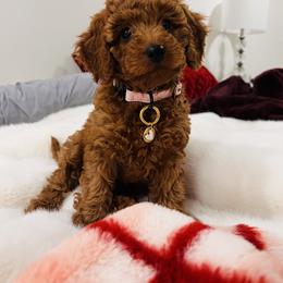 Bernedoodle, Goldendoodle, and Poodle Puppies from Rose Canyon Doodles