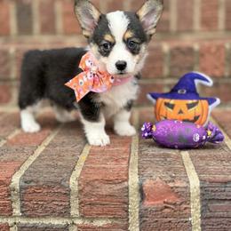 Hammy - Black and tan female Pembroke Welsh Corgi puppy in Saint George, South Carolina from Carolina cotton candy corgis
