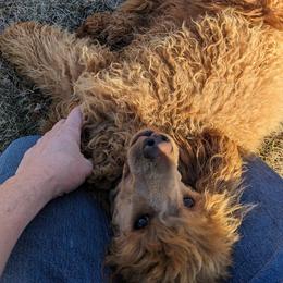 Birdie - Poodle